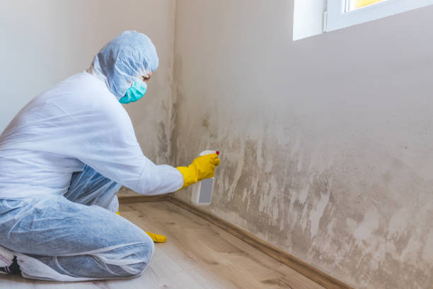 Licensed Commercial Mold Remediation service in Westville, IL - 24 Hour Mold Removal