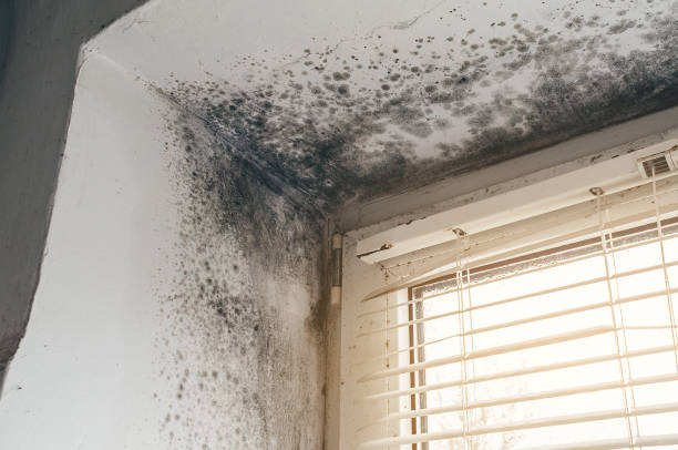 Affordable Commercial Mold Remediation solutions in Westville, IL